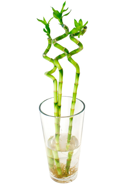 SYNETELLYA 3 Adet Dal Bambu Lucky Bamboo Şans Bambu 50 Cm