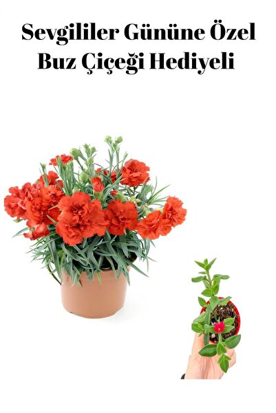 serada decor & plant Kadınlar Gününe Özel Kırmızı Renk Kokulu Karanfil Çiçeği...