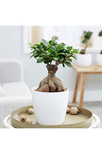 SYNETELLYA Gingseng Bonsai Küçük Boy 30-40 cm