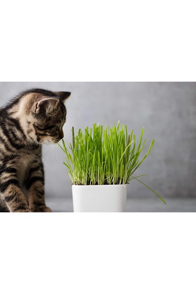 SYNETELLYA Kedi Çimi Cat Grass 10-20 cm 1 Adet