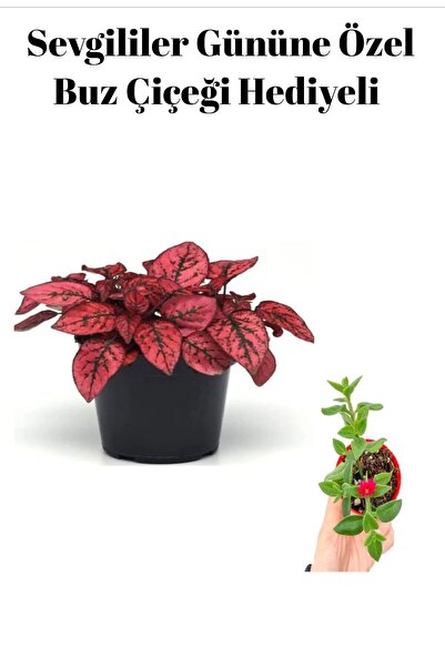 serada decor & plant Kadınlar Gününe Özel Kırmızı Renk Hostes Çiçeği Buz Çiçe...