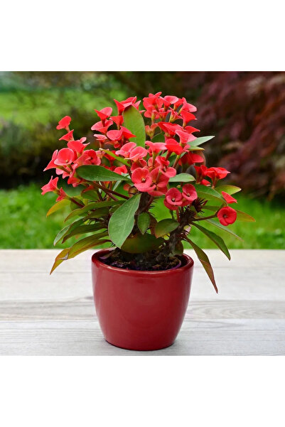 SYNETELLYA Kırmızı Dikenler Tacı Çiçeği Euphorbia Milii 20-30 cm