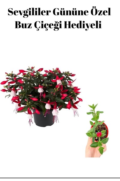 serada decor & plant Kadınlar Gününe Özel Hediyelik Küpeli Çiçeği Buz Çiçeği ...