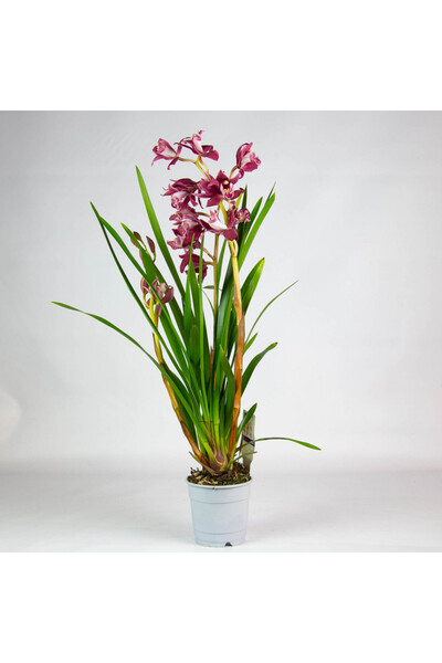 SYNETELLYA Mor Simbidyum Orkide Cymbidium Orkide İthal 60-70 cm