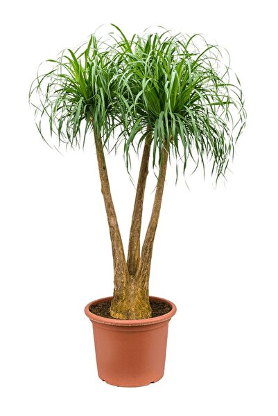 SYNETELLYA Fil Ayağı Bitkisi Nolina 140-160 cm Beaucarnea Recurvata