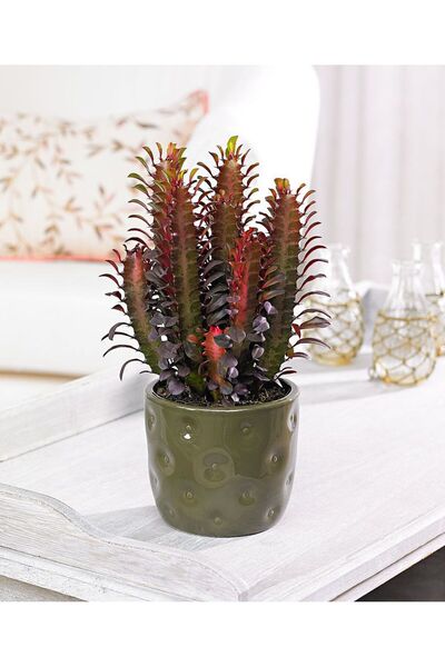 SYNETELLYA Euphorbia Trigona Süt Ağacı Kaktüsü 30-40 cm Çok Köklü
