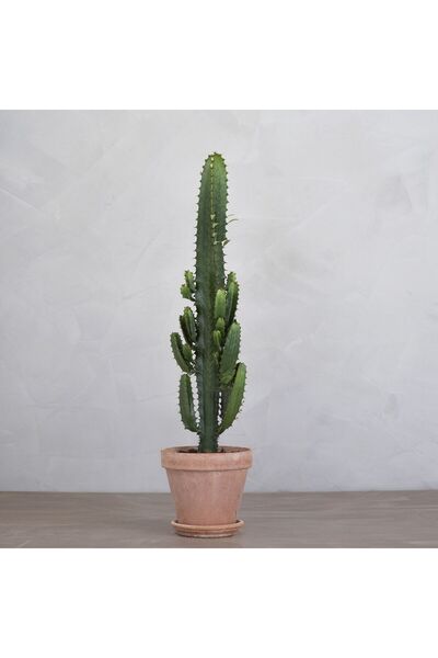 SYNETELLYA Euphorbia Eritrea Büyük Boy Kaktüs 90-100 cm