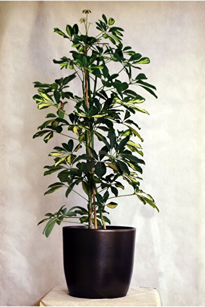 SYNETELLYA Şeflera 5 Parmak Bitkisi Schefflera Çiçeği 2 Gövdeli 80-100 cm