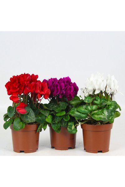 SYNETELLYA Beyaz Renk Cyclamen Bitkisi Siklamen Çiçeği 30-40 cm Çiçekli