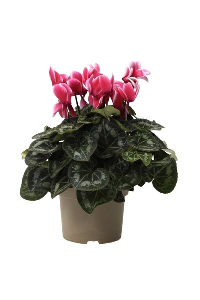 SYNETELLYA Kırmızı-Beyaz Alacalı Renk Cyclamen Bitkisi Siklamen Çiçeği 30-40 cm Çiçekli