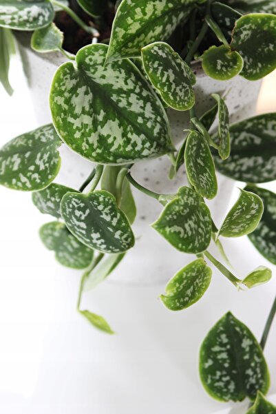 SYNETELLYA Scindapsus Pictus Pothos Salon Sarmaşığı
