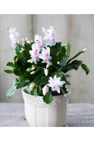 SYNETELLYA Beyaz Yılbaşı Çiçeği Schlumbergera