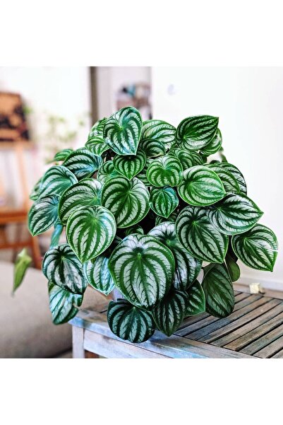 SYNETELLYA Peperomia Argyreia Watermelon Karpuz Begonyası