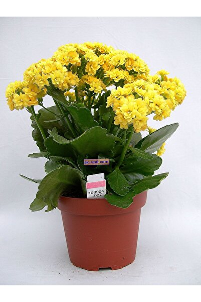 SYNETELLYA Sarı Kalanşo Çiçeği Kalanchoe Bitkisi Orta Boy