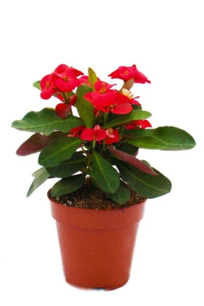 serada decor & plant Videolu 1 Adet Kırmızı Renk Milli Dikenler Tacı Çiçeği 10-15 Cm Tüplü Çiçekli Bodur Euphorbia Milli