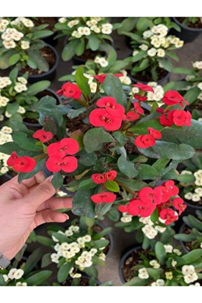 Bitkim Sende Videolu Sarı Kırmızı 2 Renk 2 Adet Milli Dikenler Tacı Çiçeği 15-30cm Saksılı (EUPHORBİA)