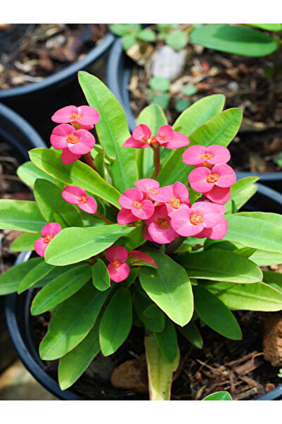 Bitkim Sende Videolu Dikenler Tacı Milli 4 Adet 15-25cm Kırmızı-pembe-beyaz-sarı Çiçekli Kaktüs(EUPHORBİA)