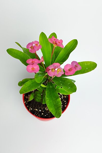 Bitkim Sende Videolu Pembe Sarı Kırmızı 3 Adet Milli Dikenler Tacı Çiçeği Fidanı 15-30cm Saksılı (EUROPHİA)