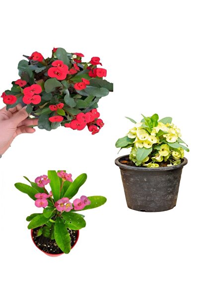 Bitkim Sende Videolu Pembe Sarı Kırmızı 3 Adet Milli Dikenler Tacı Çiçeği Fidanı 15-30cm Saksılı (EUROPHİA)