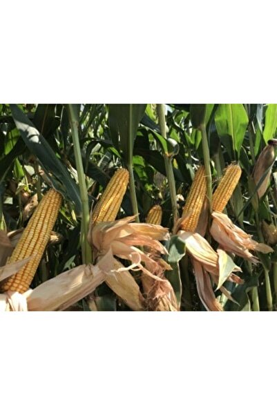 DEKALB Dkc6777 Silajlık Mısır Tohumu