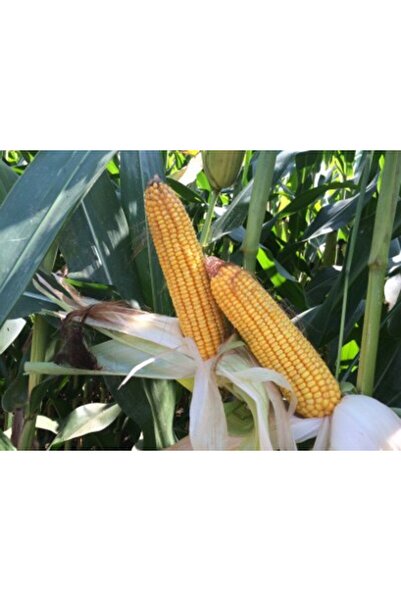 DEKALB Bayer Deklab Dkc6442 Silajlık Mısır Tohumu. Erkenci Hibrit Hibrid Bayer Deklab Dkc6442