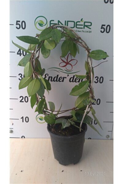 ENDER'DEN Hoya Mum Çiçeği - Mis Kokulu