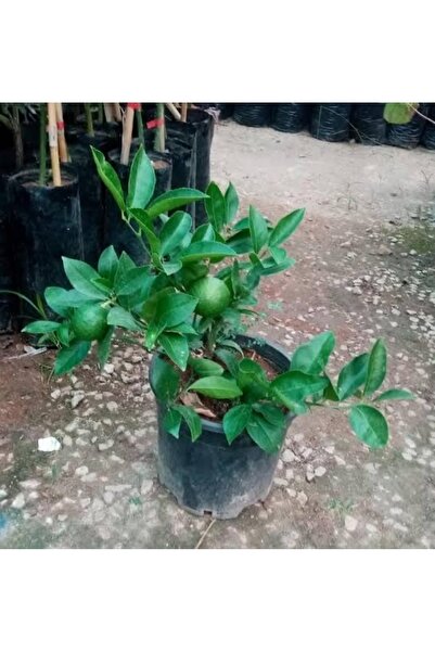 körfezgardens Tüplü 3 yaş Bodur yediveren Limon ağacı