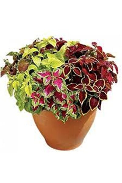 Köy Tohumları 30 Adet Tohum Nadir Yaprağı Güzel Çiçeği Tohumu Güzel Yapraklı ...