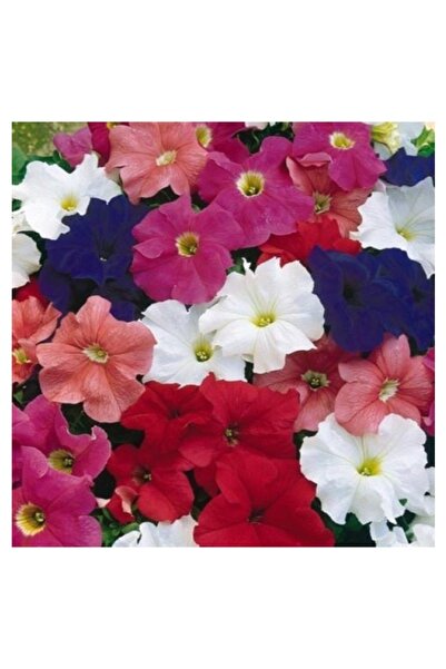 Köy Tohumları 20 Adet Tohum Karışık Petunya Çiçeği Tohumu Çiçek Tohumu Sürpri...