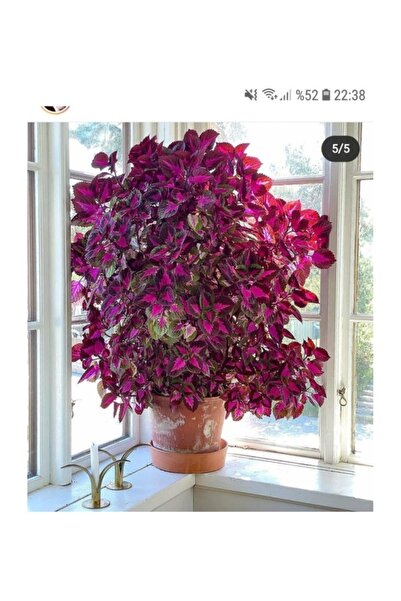 Köy Tohumları 100 Adet Tohum Nadir Yaprağı Güzel Çiçeği Tohumu Güzel Yapraklı...