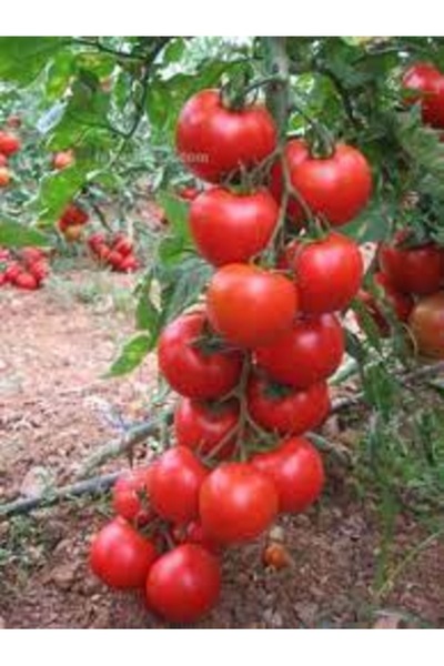 Köy Tohumları 50 Adet Tohum Nadir Sırık Alyanak Organik Domates Tohumu Saksı ...