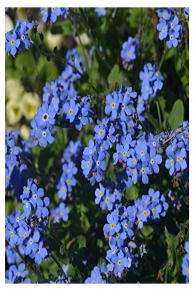 Köy Tohumları 20 Adet Çok Nadir Bulunan Unutma Beni Çiçeği Tohumu Beni Unutma Çiçek Hediye Tohu