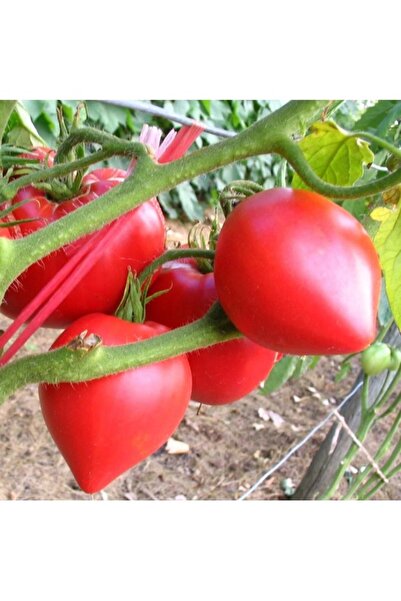 Köy Tohumları 100 Adet Tohum Nadir Sırık Kırmızı Alp Domates Tohumu Hediye To...