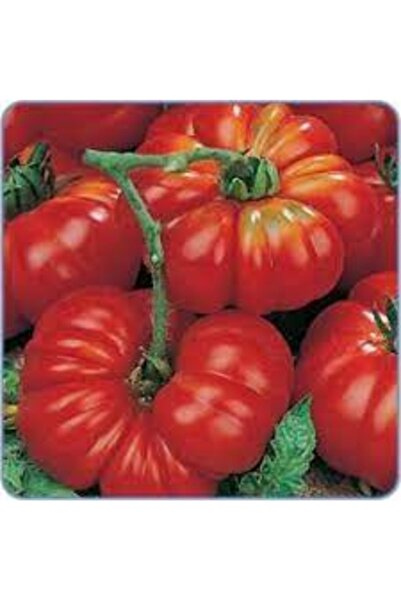 Köy Tohumları 50 Adet Tohum Nadir Oturak Kırmızı Çanak Domates Tohumu Sürpriz...