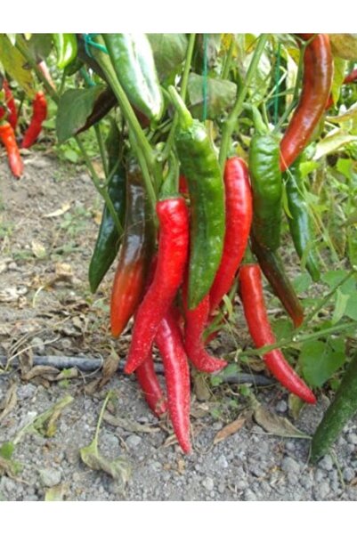Köy Tohumları 200 Adet Tohum Nadir Kırmızı Acı Salçalık Hatay Biber Tohumu Or...