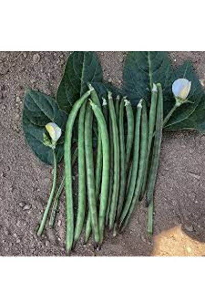 Köy Tohumları 100 Adet Tohum Nadir Karagöz İri Taneli Börülce Tohumu Hediye Tohumd