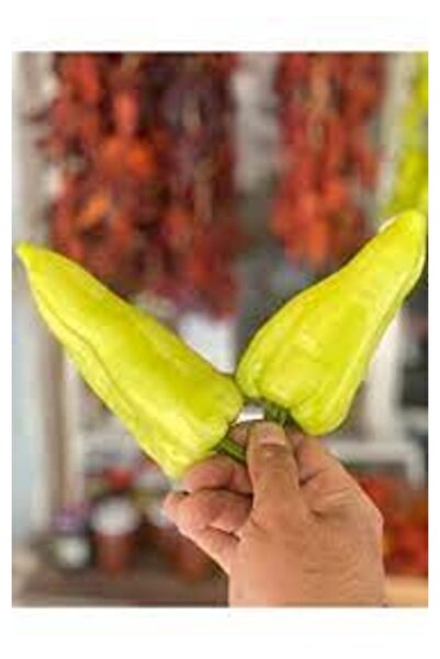 Köy Tohumları 200 Adet Tohum Nadir Yeşil Acı Kale Biberi Biber Tohumu Organik Biberler