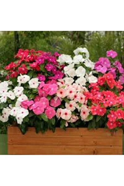 Köy Tohumları 20 Adet Tohum Osmanlı Sarah Bahçe Avlu Karışık Kağıt Çiçeği Toh...