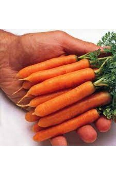 Köy Tohumları 100 Adet Tohum Nadir Bebek Parmak Havuç Tohumu Hediye Tohumludur