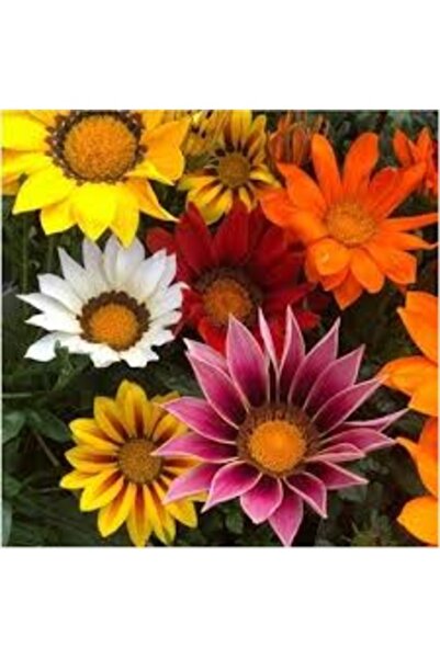 Köy Tohumları 20 Adet Tohum Nadir Meramlı Kız Çiçeği Mezarlık Kabir Çiçeği To...