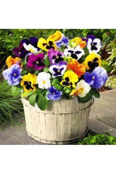 Köy Tohumları 20 Adet Tohum Nadir Hercai Menekşe Çiçeği Tohumu Mezar Kabir Çi...