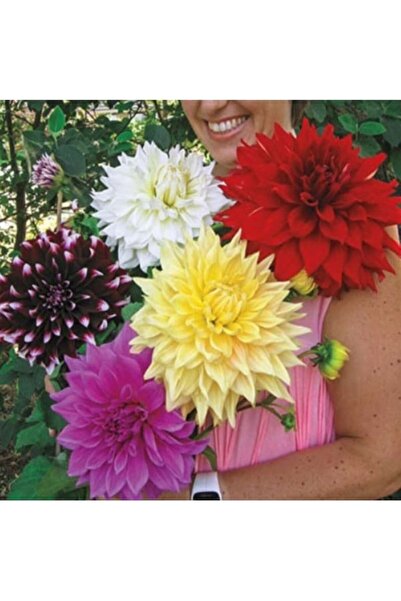 Köy Tohumları 50 Adet Tohum Nadir Yıldız Çiçeği Tohumu Organik Balkon Çiçeği ...