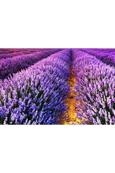 Köy Tohumları 20 Adet Tohum Nadir Bulunan Mor Lavanta Çiçeği Mezarlık Kabir Ç...