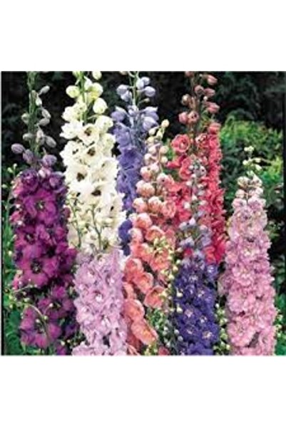 Köy Tohumları 20 Adet Tohum Nadir Karışık Renkli Hazeran Çiçeği Mezar Kabir Ç...