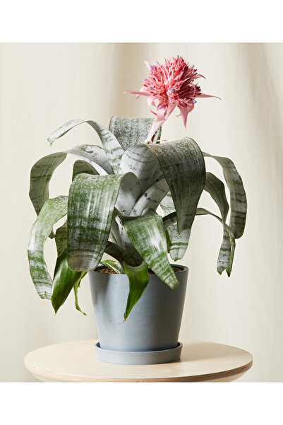 SYNETELLYA Aechmea Bitkisi Kupa Çiçeği 40-60 cm