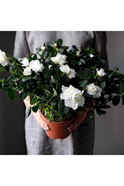 SYNETELLYA Beyaz Açelya Bitkisi Azalea 30-40 cm