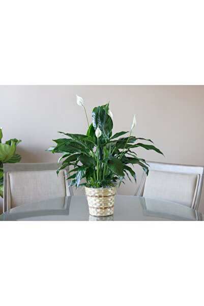 SYNETELLYA Spatifilyum Barış Çiçeği (Yelken Çiçeği) 60-70 cm