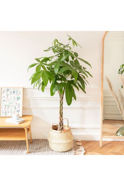 SYNETELLYA Pachira Para Ağacı 120-140 cm