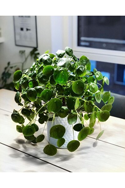 SYNETELLYA Pilea Peperomioides Askılı Saksıda Büyük Boy