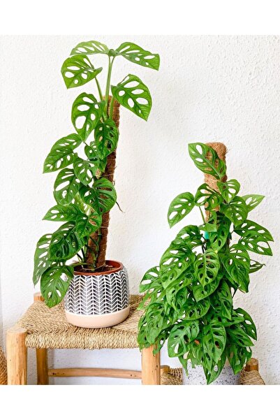 SYNETELLYA Yosun Gövdeli Monstera Monkey Mask - Monstera Adansonii - Sarmaşık Deve Tabanı Bitkisi 20-30 cm